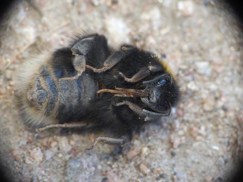 Bombus sp.